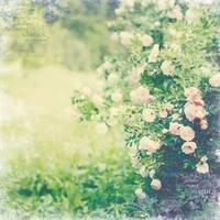 Цветущий Сад Дикие розы (30,5*30,5 см) 